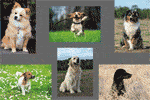 6 photos de chien avec impression 70 x 50mm