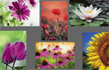 6 photos de fleurs avec impression 40 x 50mm